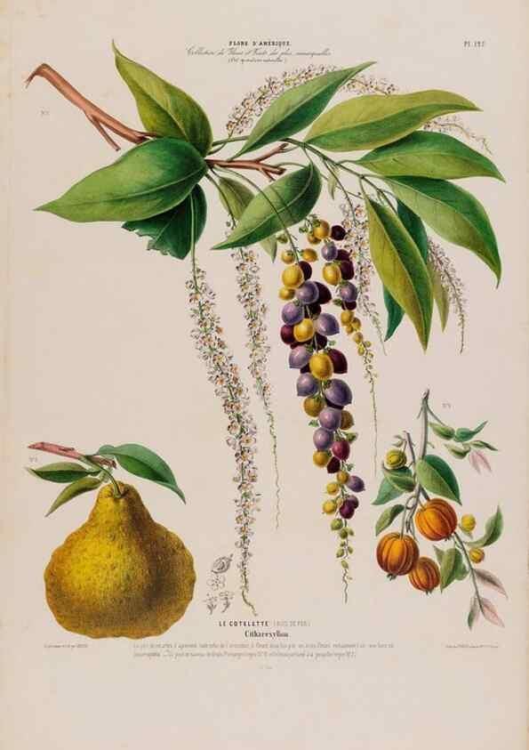 Reproducción/Reproduction 34657177376: Flore d'Amérique,. Paris,Gihaut[1843-1846]