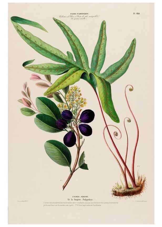 Reproducción/Reproduction 34657179746: Flore d'Amérique,. Paris,Gihaut[1843-1846]
