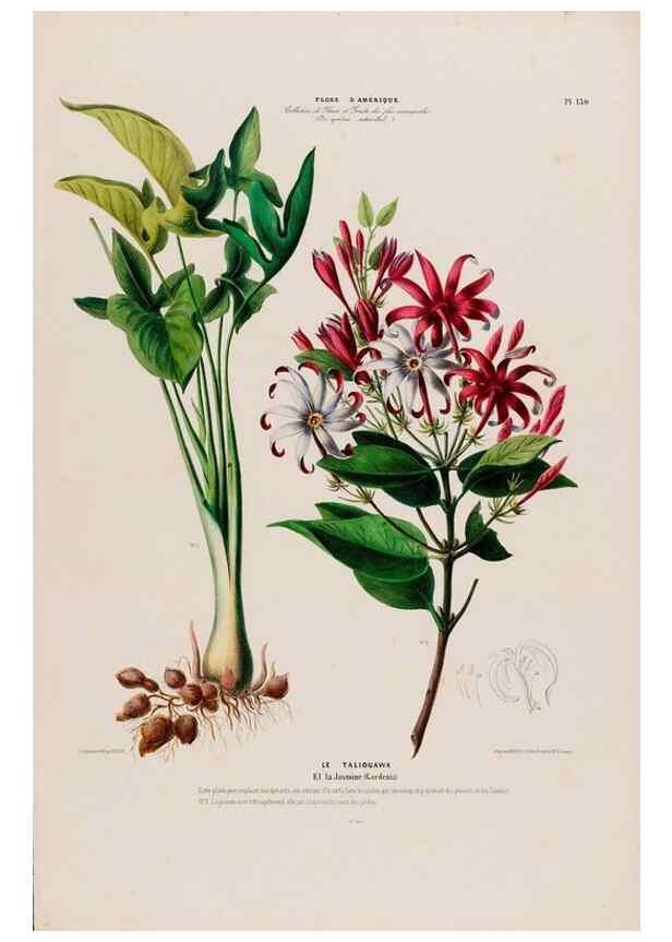 Reproducción/Reproduction 34657186496: Flore d'Amérique,. Paris,Gihaut[1843-1846]