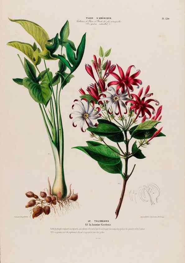 Reproducción/Reproduction 34657186496: Flore d'Amérique,. Paris,Gihaut[1843-1846]