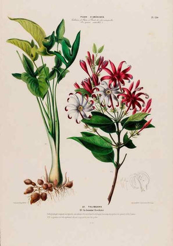 Reproducción/Reproduction 34657186496: Flore d'Amérique,. Paris,Gihaut[1843-1846]