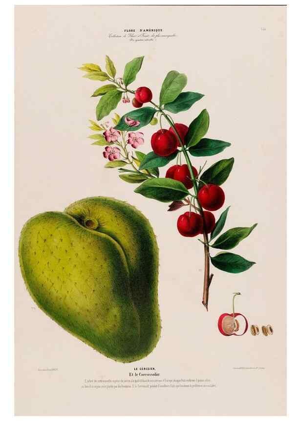 Reproducción/Reproduction 34657189426: Flore d'Amérique,. Paris,Gihaut[1843-1846]