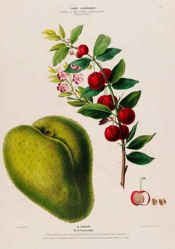 Reproducción/Reproduction 34657189426: Flore d'Amérique,. Paris,Gihaut[1843-1846]