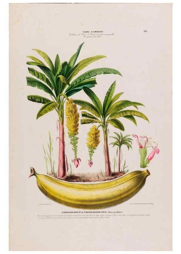Reproducción/Reproduction 34567057941: Flore d'Amérique,. Paris,Gihaut[1843-1846]