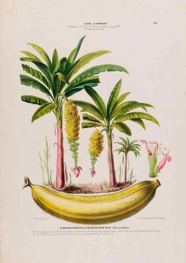 Reproducción/Reproduction 34567057941: Flore d'Amérique,. Paris,Gihaut[1843-1846]