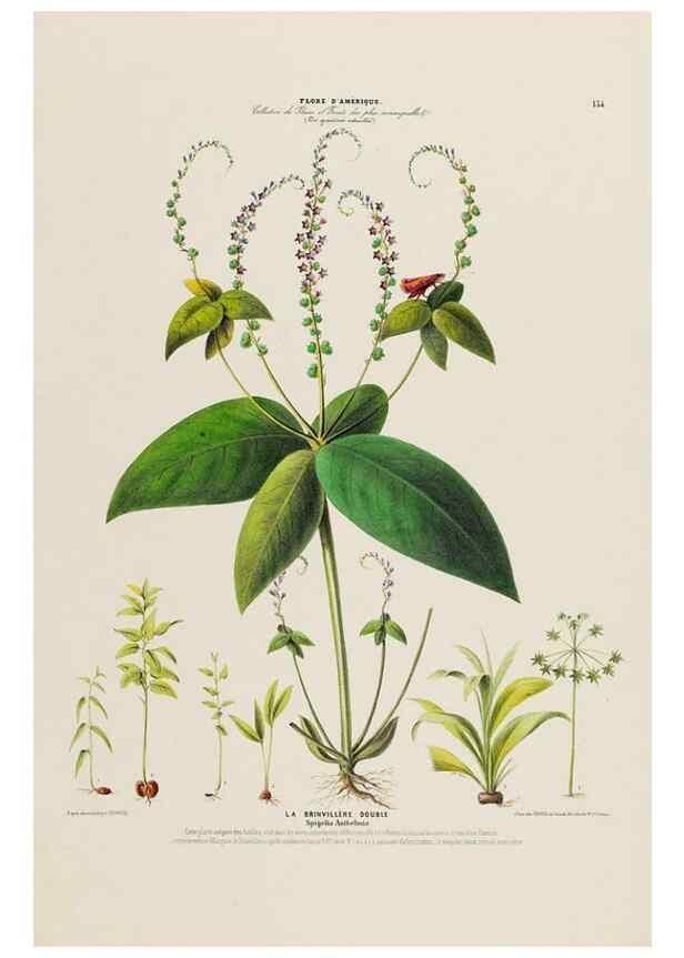 Reproducción/Reproduction 33855236534: Flore d'Amérique,. Paris,Gihaut[1843-1846]