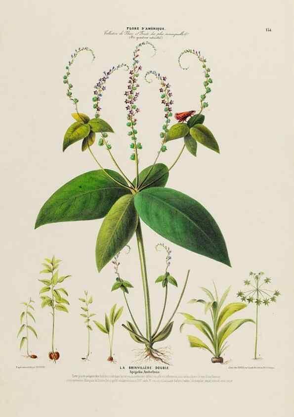 Reproducción/Reproduction 33855236534: Flore d'Amérique,. Paris,Gihaut[1843-1846]