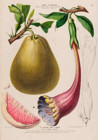Reproducción/Reproduction 33855239994: Flore d'Amérique,. Paris,Gihaut[1843-1846]