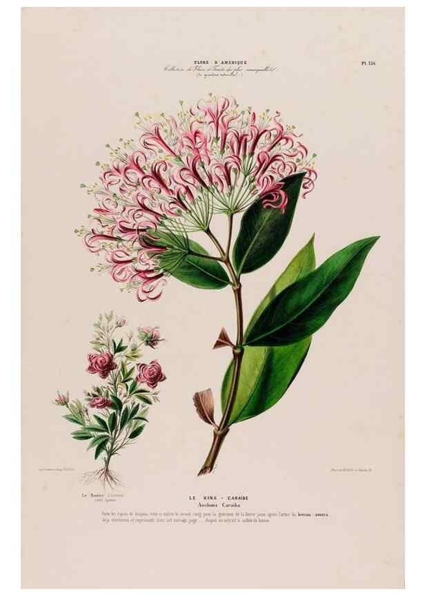 Reproducción/Reproduction 33855245064: Flore d'Amérique,. Paris,Gihaut[1843-1846]