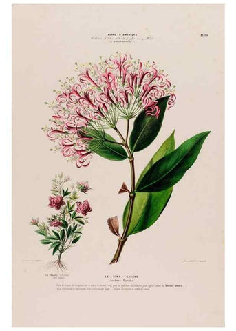 Reproducción/Reproduction 33855245064: Flore d'Amérique,. Paris,Gihaut[1843-1846]