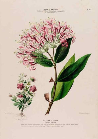Reproducción/Reproduction 33855245064: Flore d'Amérique,. Paris,Gihaut[1843-1846]