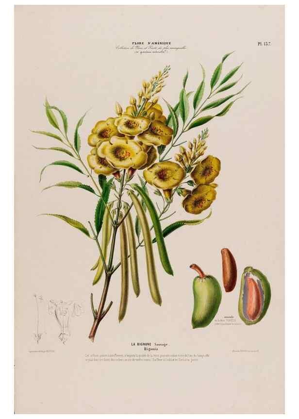 Reproducción/Reproduction 33855248404: Flore d'Amérique,. Paris,Gihaut[1843-1846]