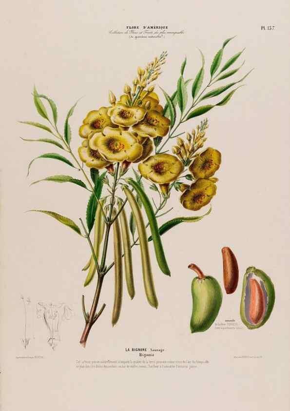 Reproducción/Reproduction 33855248404: Flore d'Amérique,. Paris,Gihaut[1843-1846]