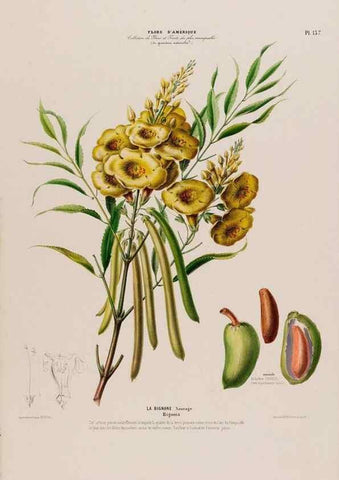 Reproducción/Reproduction 33855248404: Flore d'Amérique,. Paris,Gihaut[1843-1846]