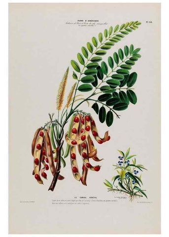Reproducción/Reproduction 33855251844: Flore d'Amérique,. Paris,Gihaut[1843-1846]