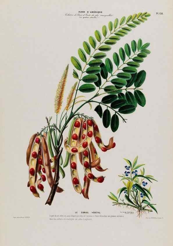 Reproducción/Reproduction 33855251844: Flore d'Amérique,. Paris,Gihaut[1843-1846]