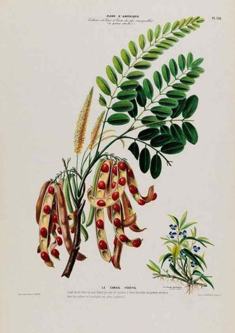 Reproducción/Reproduction 33855251844: Flore d'Amérique,. Paris,Gihaut[1843-1846]