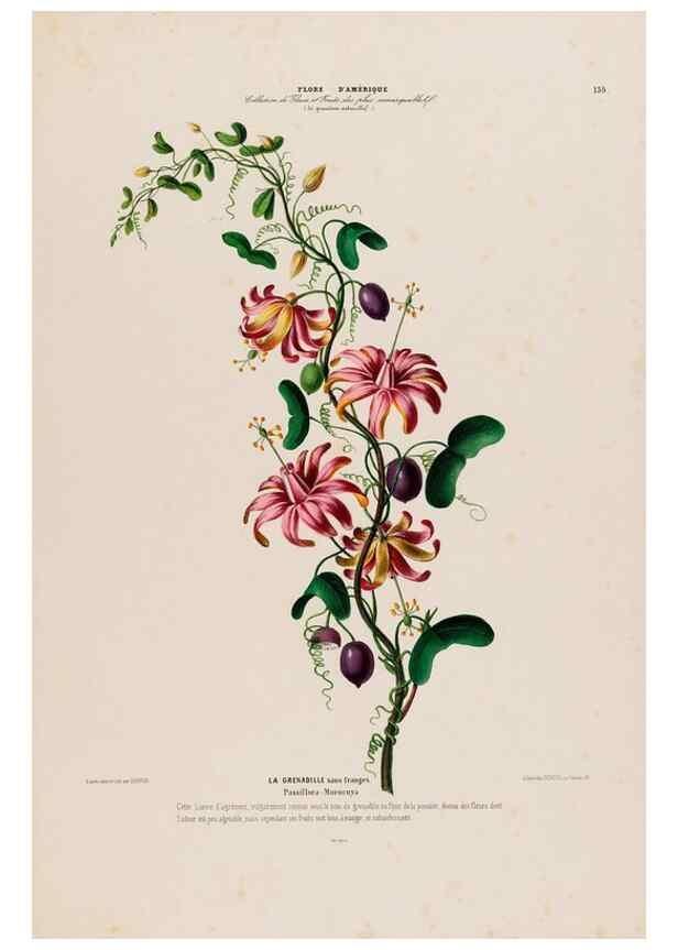 Reproducción/Reproduction 34567079801: Flore d'Amérique,. Paris,Gihaut[1843-1846]