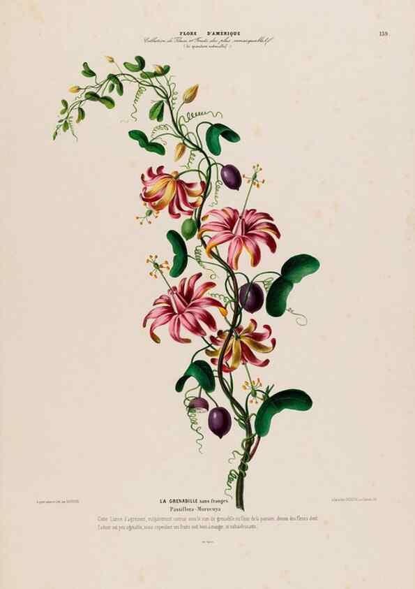 Reproducción/Reproduction 34567079801: Flore d'Amérique,. Paris,Gihaut[1843-1846]