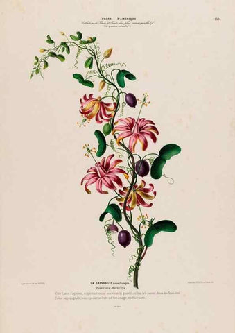 Reproducción/Reproduction 34567079801: Flore d'Amérique,. Paris,Gihaut[1843-1846]