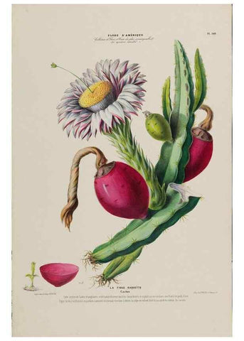 Reproducción/Reproduction 34567082201: Flore d'Amérique,. Paris,Gihaut[1843-1846]