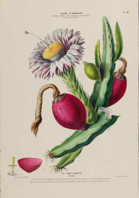 Reproducción/Reproduction 34567082201: Flore d'Amérique,. Paris,Gihaut[1843-1846]