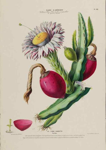 Reproducción/Reproduction 34567082201: Flore d'Amérique,. Paris,Gihaut[1843-1846]