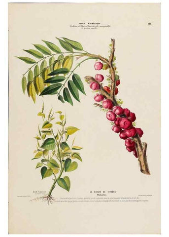 Reproducción/Reproduction 33887762483: Flore d'Amérique,. Paris,Gihaut[1843-1846]