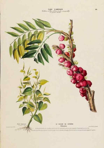 Reproducción/Reproduction 33887762483: Flore d'Amérique,. Paris,Gihaut[1843-1846]