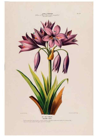 Reproducción/Reproduction 34567016441: Flore d'Amérique,. Paris,Gihaut[1843-1846]