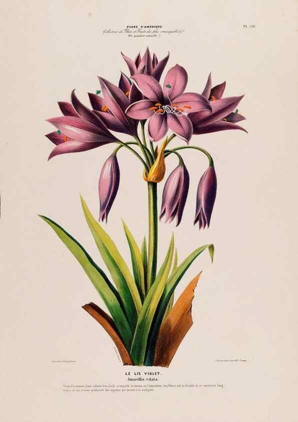 Reproducción/Reproduction 34567016441: Flore d'Amérique,. Paris,Gihaut[1843-1846]