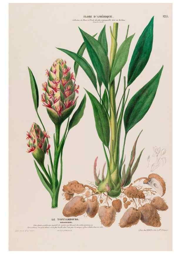 Reproducción/Reproduction 34567014281: Flore d'Amérique,. Paris,Gihaut[1843-1846]