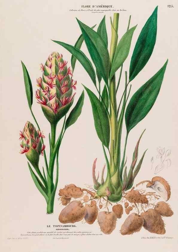 Reproducción/Reproduction 34567014281: Flore d'Amérique,. Paris,Gihaut[1843-1846]