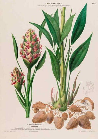 Reproducción/Reproduction 34567014281: Flore d'Amérique,. Paris,Gihaut[1843-1846]