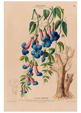 Reproducción/Reproduction 33855207824: Flore d'Amérique,. Paris,Gihaut[1843-1846]