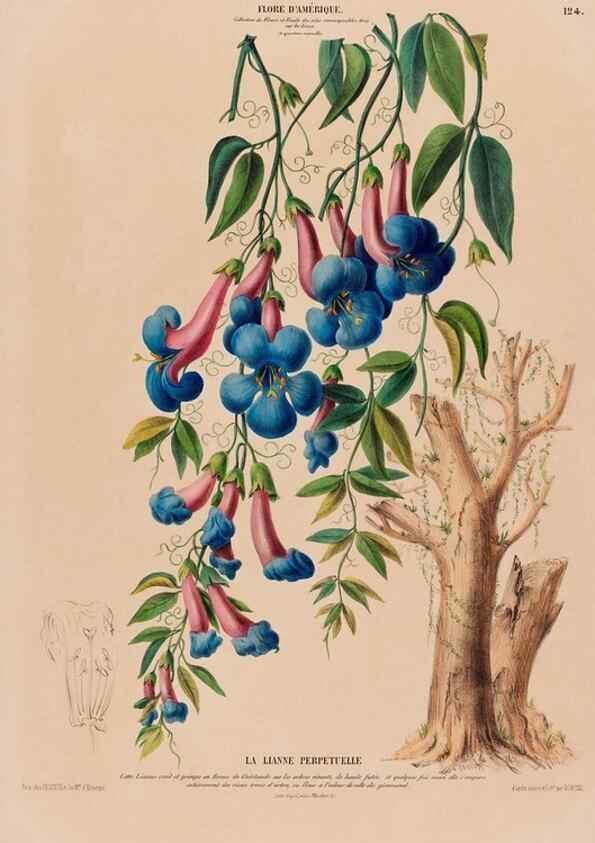 Reproducción/Reproduction 33855207824: Flore d'Amérique,. Paris,Gihaut[1843-1846]