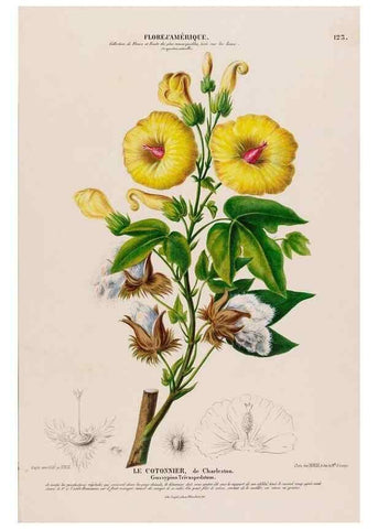 Reproducción/Reproduction 33887694663: Flore d'Amérique,. Paris,Gihaut[1843-1846]