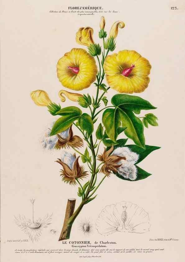 Reproducción/Reproduction 33887694663: Flore d'Amérique,. Paris,Gihaut[1843-1846]