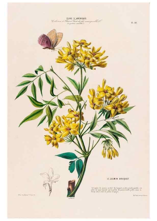 Reproducción/Reproduction 34535834442: Flore d'Amérique,. Paris,Gihaut[1843-1846]