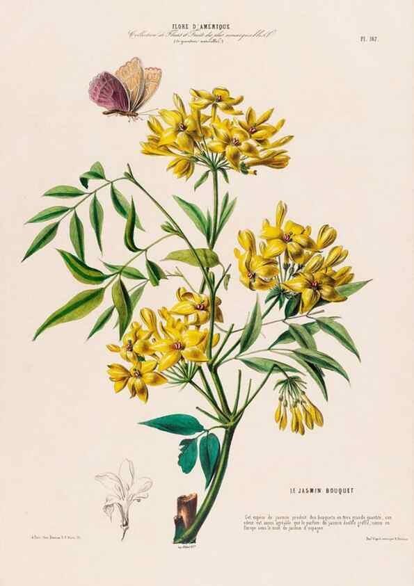 Reproducción/Reproduction 34535834442: Flore d'Amérique,. Paris,Gihaut[1843-1846]