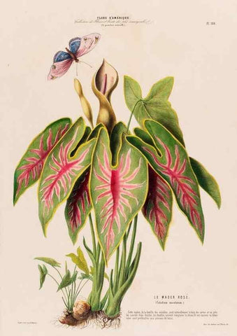 Reproducción/Reproduction 34535837152: Flore d'Amérique,. Paris,Gihaut[1843-1846]