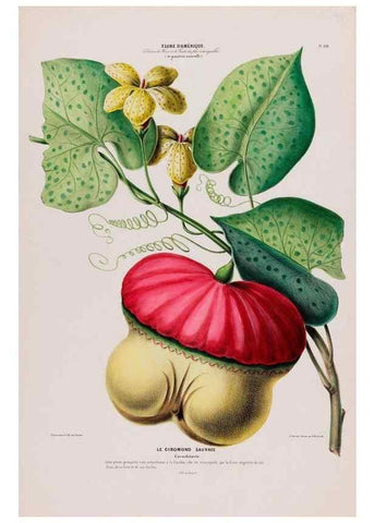 Reproducción/Reproduction 34657103006: Flore d'Amérique,. Paris,Gihaut[1843-1846]