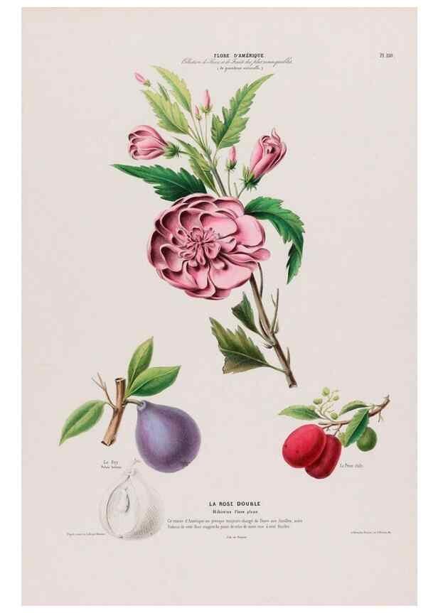 Reproducción/Reproduction 34657108956: Flore d'Amérique,. Paris,Gihaut[1843-1846]