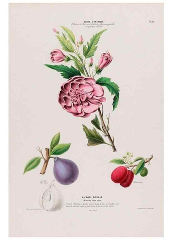Reproducción/Reproduction 34657108956: Flore d'Amérique,. Paris,Gihaut[1843-1846]