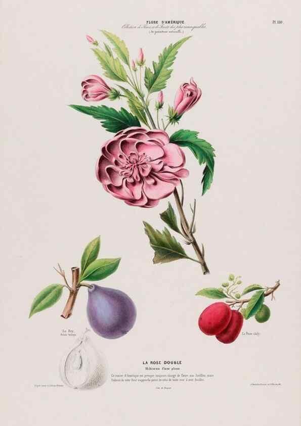 Reproducción/Reproduction 34657108956: Flore d'Amérique,. Paris,Gihaut[1843-1846]
