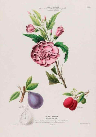 Reproducción/Reproduction 34657108956: Flore d'Amérique,. Paris,Gihaut[1843-1846]