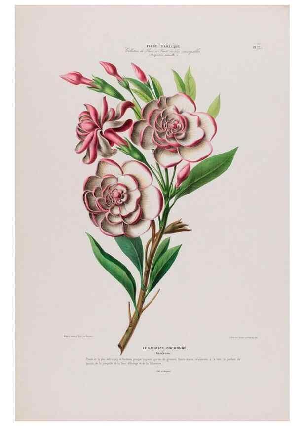 Reproducción/Reproduction 34657115356: Flore d'Amérique,. Paris,Gihaut[1843-1846]