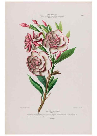Reproducción/Reproduction 34657115356: Flore d'Amérique,. Paris,Gihaut[1843-1846]