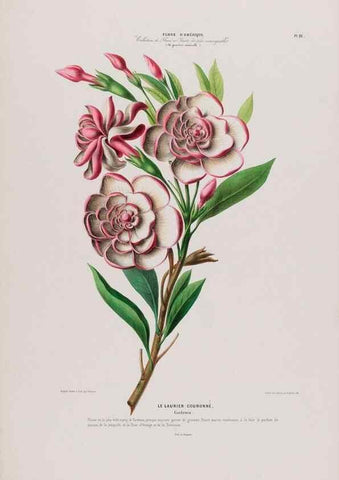 Reproducción/Reproduction 34657115356: Flore d'Amérique,. Paris,Gihaut[1843-1846]