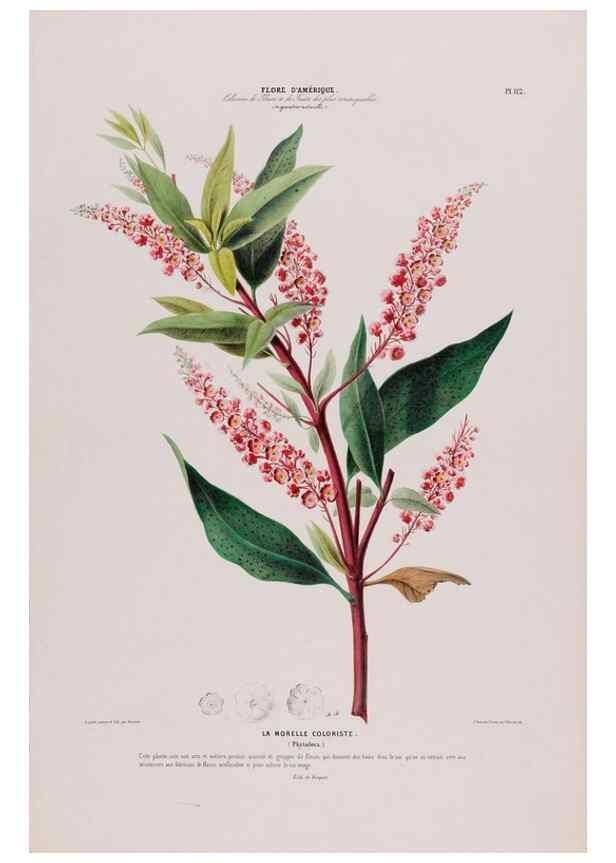 Reproducción/Reproduction 34657123476: Flore d'Amérique,. Paris,Gihaut[1843-1846]